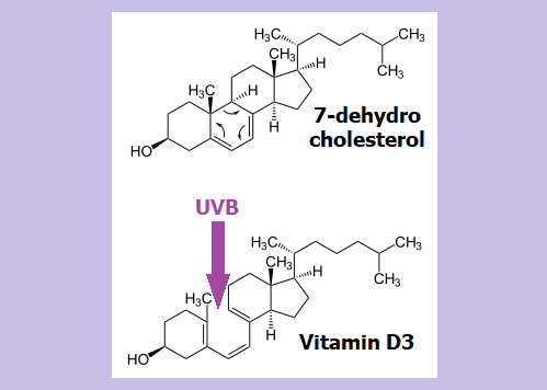 No.14 Sintesis vitamin D dengan iradiasi UV
